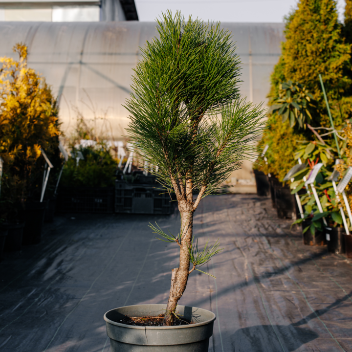Сосна Pyramidalis на штамбе