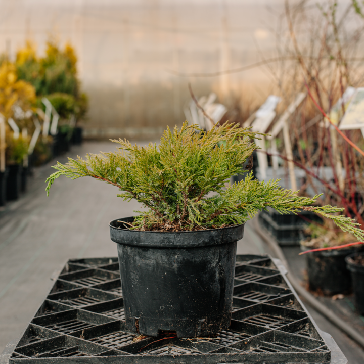 Можжевельник казацкий Tamariscifolia